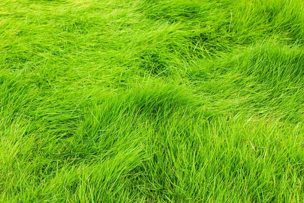 Yeşil Çimlerin Arkaplan Dokusu — Stok fotoğraf