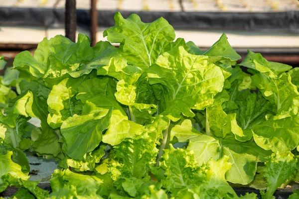 Hydroponic vegetable is planted in a garden.