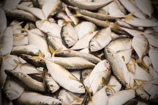 Fresh mackerel fish in market, marine food concept