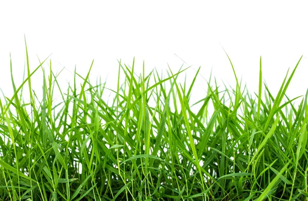 Green Leaves Isolated White Background — Stock Photo, Image