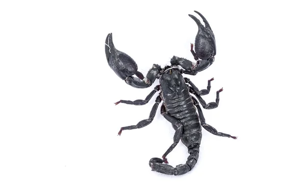 Black Scorpion Isolated White Background — Stock Photo, Image