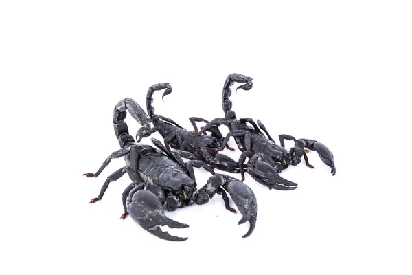 Musta Skorpionit Eristetty Valkoisella Pohjalla — kuvapankkivalokuva