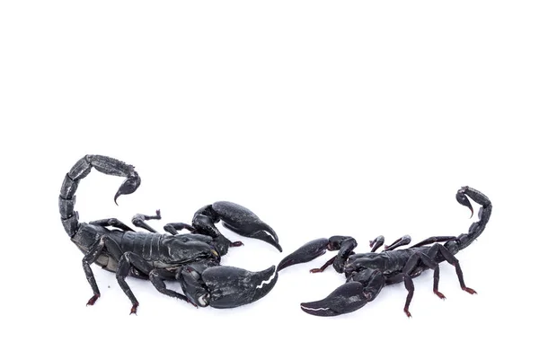 Black Scorpions Isolated White Background — Stock Photo, Image