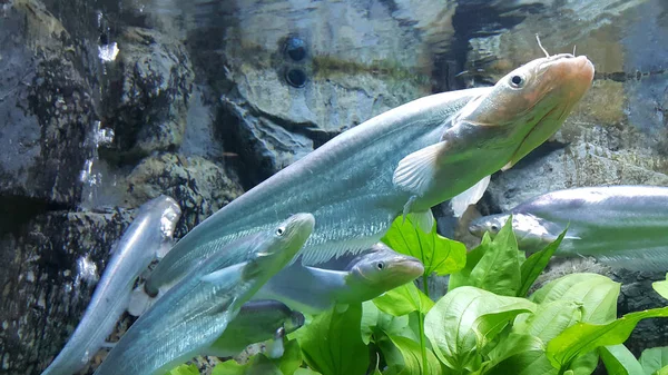 Primo Piano Dei Pesci Acquario — Foto Stock