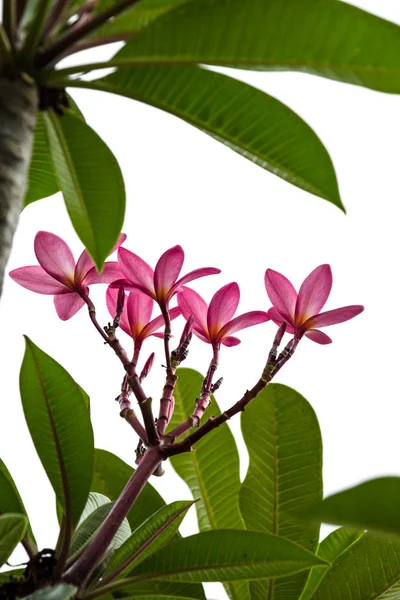 Filialer Tropiska Rosa Blommor Frangipani — Stockfoto