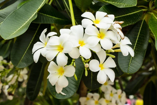 Flerfärgade Blommor Blommar Utomhus — Stockfoto