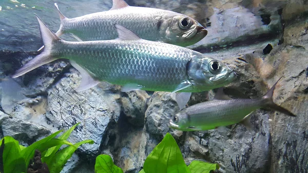 Nahaufnahme Von Fischen Aquarium — Stockfoto