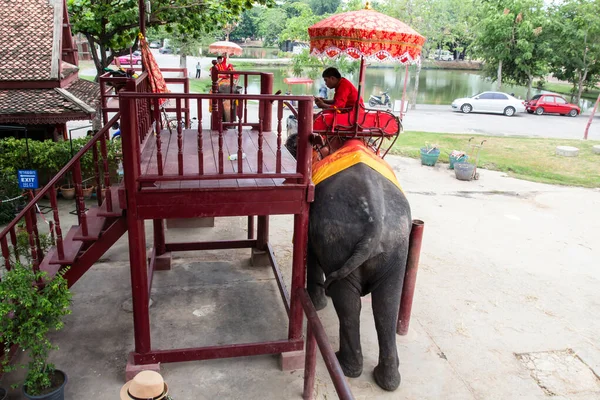 Ayutthaya Março 2015 Turistas Passeio Elefante — Fotografia de Stock