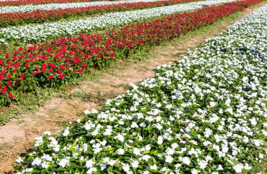 Rengarenk çiçeklerle süslenmiş ikramiye