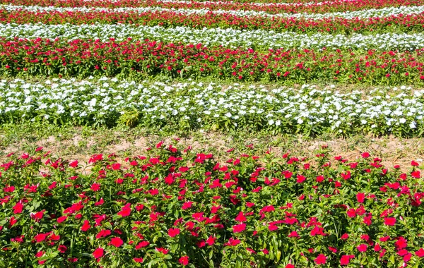 Multicolored Plants Blooming Profusely Outdoors Stock Picture