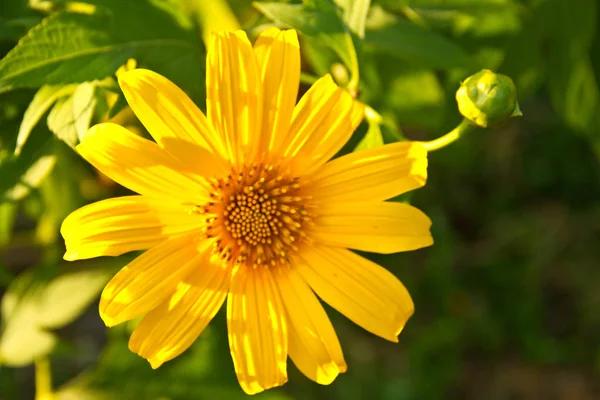 Bokeh Arkaplanı Bulanık Sarı Güneş Çiçeği — Stok fotoğraf