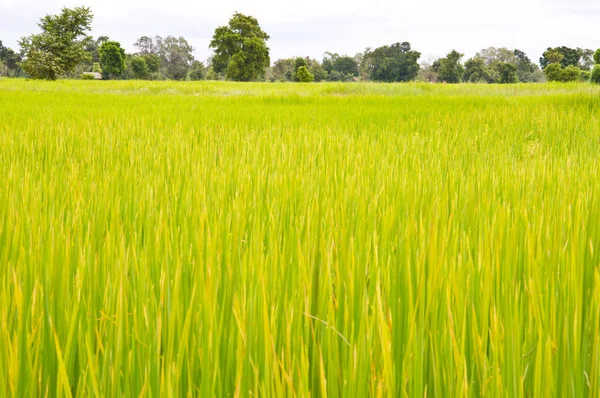 Зеленый Фон Рисового Поля — стоковое фото