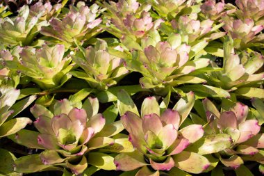 Çiçeklerin açtığı yakın çekim