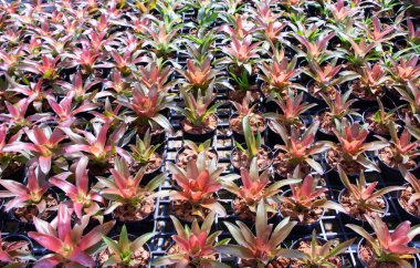 bromeliad mae fah luang Garden, DOI üzerinde bulun tung, Tayland