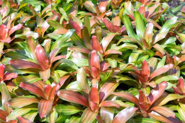 bromeliad mae fah luang Garden, DOI üzerinde bulun tung, Tayland