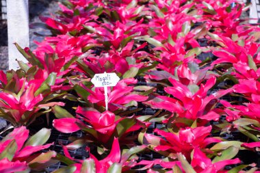 Bromeliad çiçeklerinin yakın plan çekimi