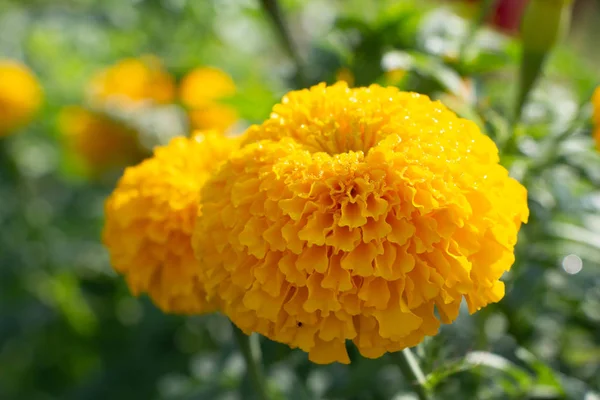Gelbe Seide Baumwollblume — Stockfoto