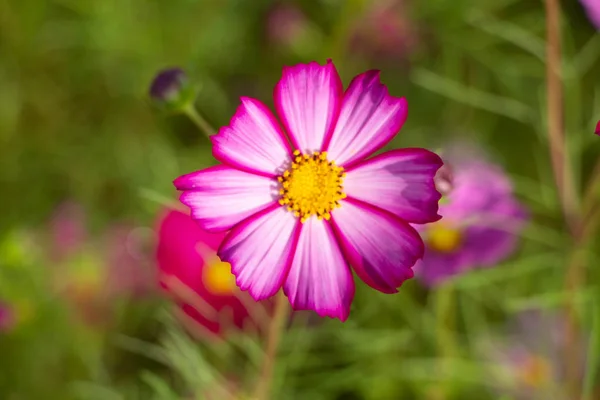 Kosmos Blumen — Stockfoto