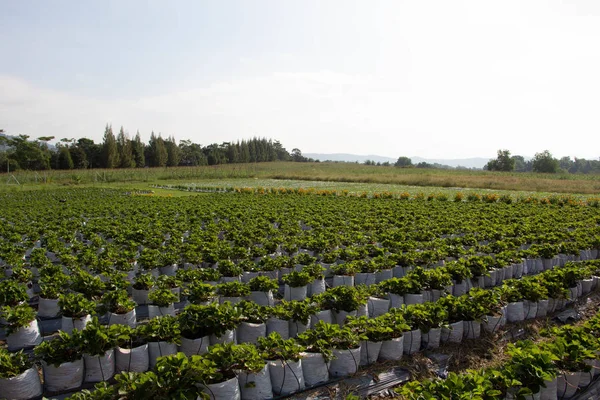 Flower Plantation Close Shot — Stockfoto