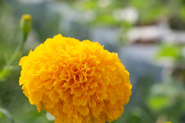 Gelbe Seide Baumwollblume — Stockfoto