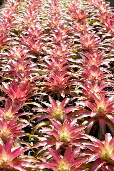 Close Shot Blooming Flowers — Stock Photo, Image