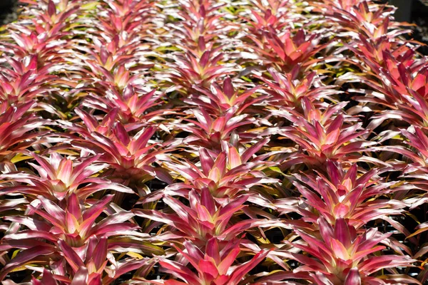 Close Shot Blooming Flowers — Stock Photo, Image