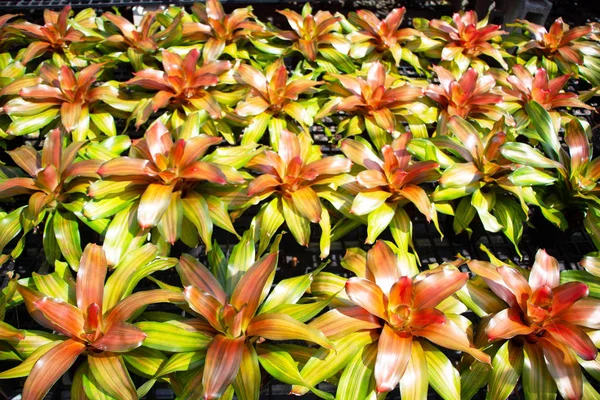 Close Shot Blooming Flowers — Stock Photo, Image