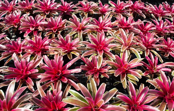 Close Shot Blooming Flowers — Stock Photo, Image