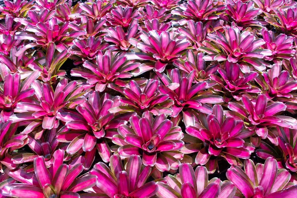 Close Shot Bromeliads — Stock Photo, Image