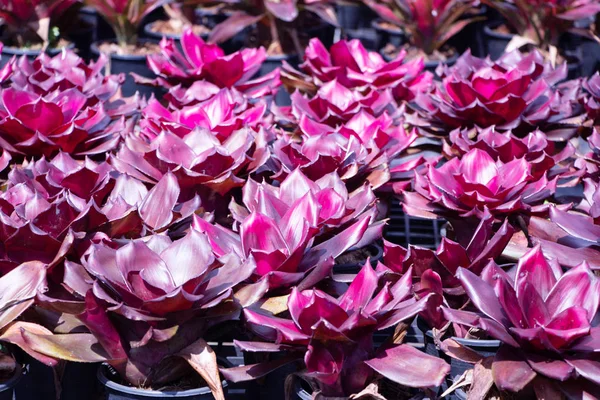 Close Shot Bromeliads — Stock Photo, Image