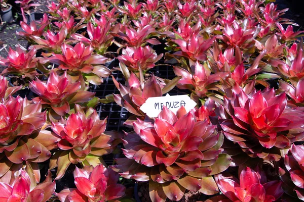 Close Shot Bromeliads — Stock Photo, Image