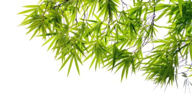 yeşil bambu yaprağı arkaplanı