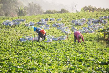 Yerel halk lahana tarlalarında çalışıyor.
