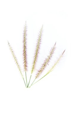 çiçek, çimen Beyaz zemin üzerine