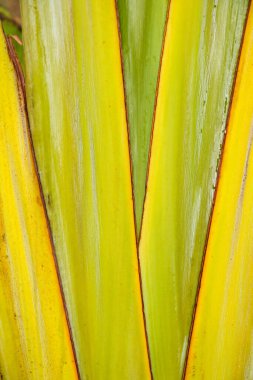 yeşil muz yaprağı arkaplanı