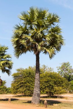Borassus flabellifer, birkaç yaygın isimle bilinir.