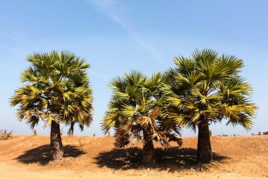 Borassus flabellifer, birkaç yaygın isimle bilinir.