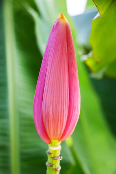 Beautiful Banana Flower Pink — Stock Photo, Image