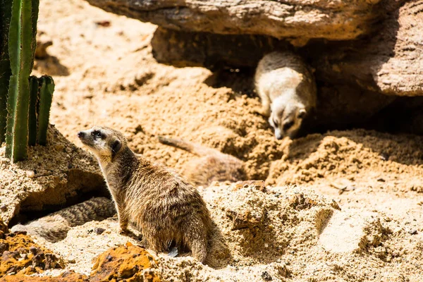 Meerkat Suricado Pequeno Mongoose — Fotografia de Stock