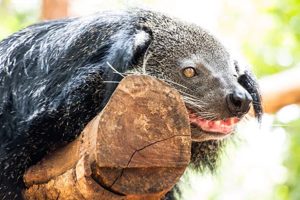 Närbild Binturong Thailand — Stockfoto