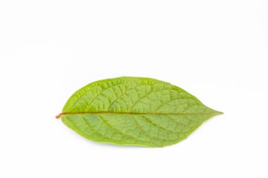 Beyaz arkaplanda morinda citrifolia yaprağı