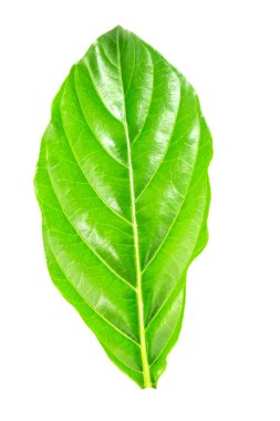 Beyaz arkaplanda morinda citrifolia yaprağı