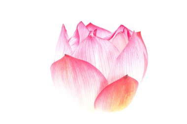 Beyaz arka plan üzerinde izole tek lotus çiçeği