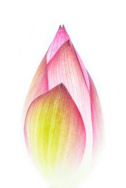 Beyaz arkaplanda izole nilüfer çiçeği.