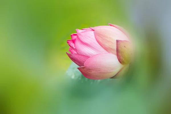 Floración Flor Loto Cerca Disparo — Foto de Stock