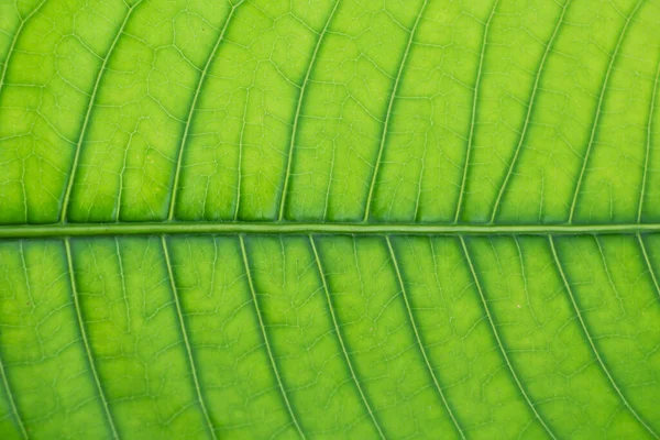 Liść Morinda Citrifolia Białym Tle — Zdjęcie stockowe