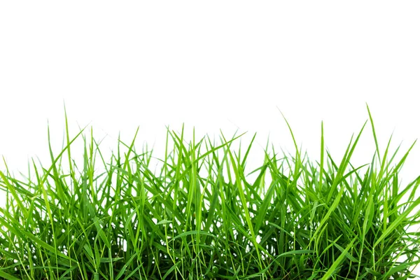 Green Grass White Background — Stock Photo, Image