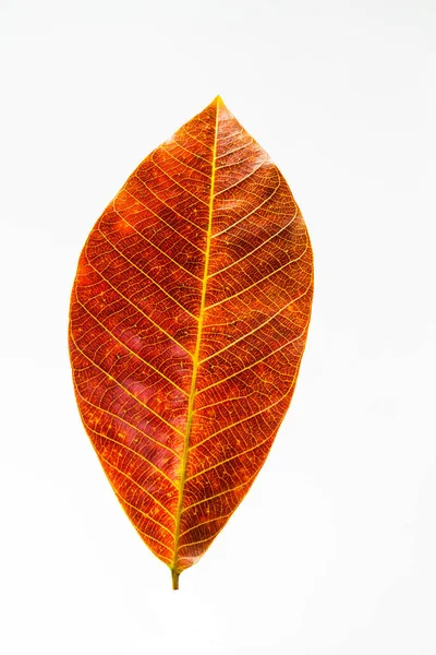 Höst Löv Närbild Skott — Stockfoto