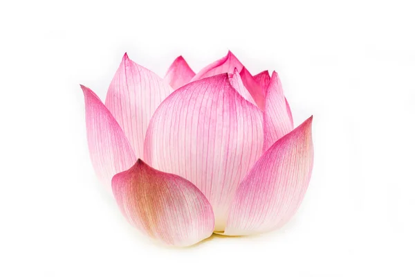Piękne Różowe Nenufar Lub Lotus Kwiat Białym Tle Biały Tył — Zdjęcie stockowe