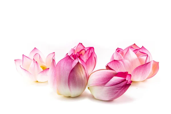 Pink Lotus Flower Beautiful Lotus — Stock Photo, Image